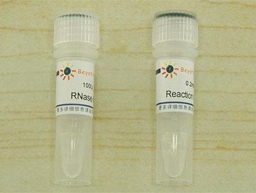 RNase H